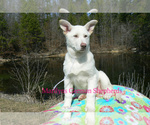 Small #4 German Shepherd Dog