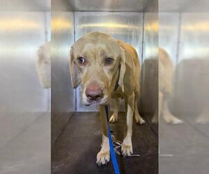 Labrador Retriever Dogs for adoption in San Antonio, TX, USA