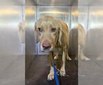 Small Labrador Retriever
