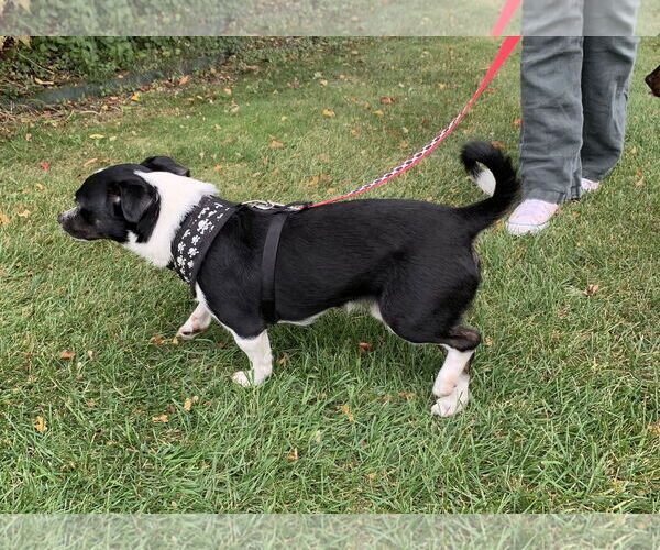 Medium Photo #4 Chiweenie Puppy For Sale in St. Louis Park, MN, USA