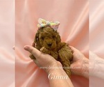 Small Poodle (Toy)