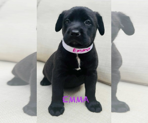 Medium Photo #1 Labrador Retriever-Unknown Mix Puppy For Sale in Mission Viejo, CA, USA