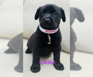 Labrador Retriever-Unknown Mix Dogs for adoption in Mission Viejo, CA, USA