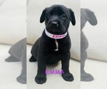 Small Labrador Retriever Mix