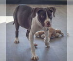 Small #4 American Staffordshire Terrier-Boxer Mix