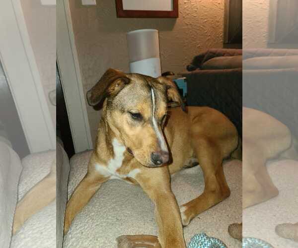 Medium Photo #3 Labrador Retriever-Unknown Mix Puppy For Sale in Woodbury, NY, USA