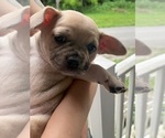 Small #9 French Bullhuahua