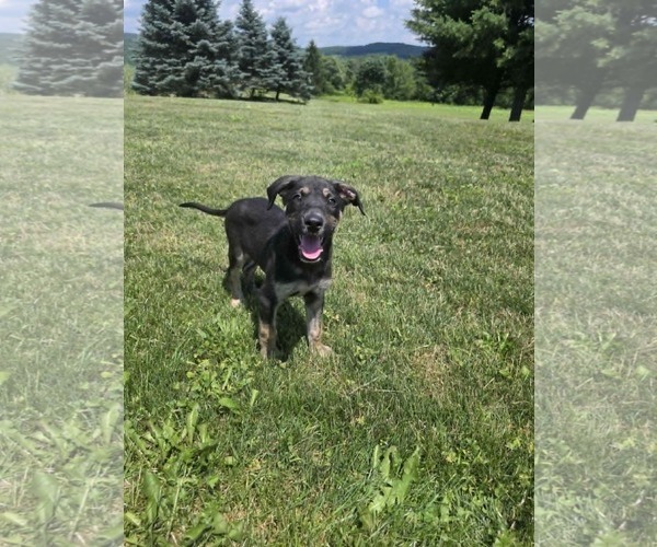 Medium Photo #2 Shepradors Puppy For Sale in SHERBURNE, NY, USA