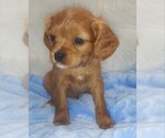 Small Photo #10 Australian Shepherd-Cavalier King Charles Spaniel Mix Puppy For Sale in HOWLAND, OH, USA