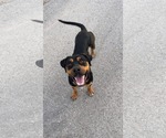 Small #2 Rottweiler
