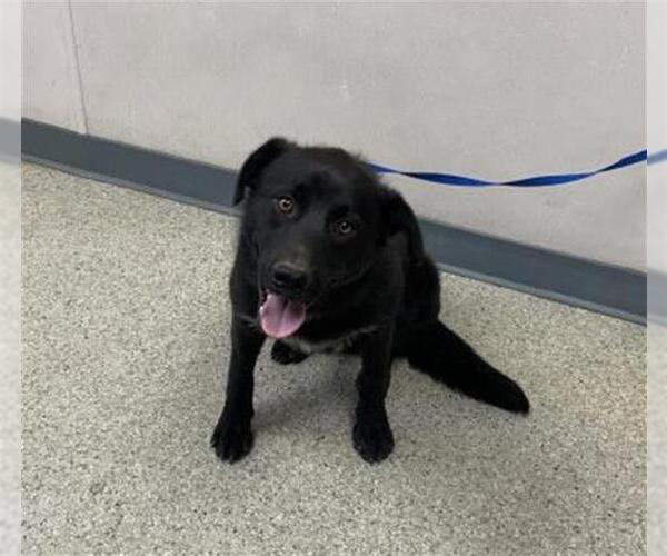 Medium Photo #1 Labrador Retriever-Unknown Mix Puppy For Sale in Visalia, CA, USA
