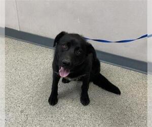 Labrador Retriever-Unknown Mix Dogs for adoption in Visalia, CA, USA