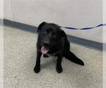 Small Labrador Retriever Mix