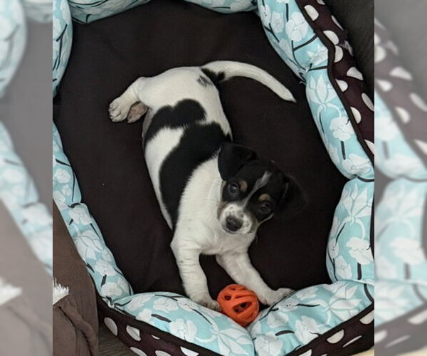 Medium Photo #2 Mutt Puppy For Sale in Pleasanton, CA, USA