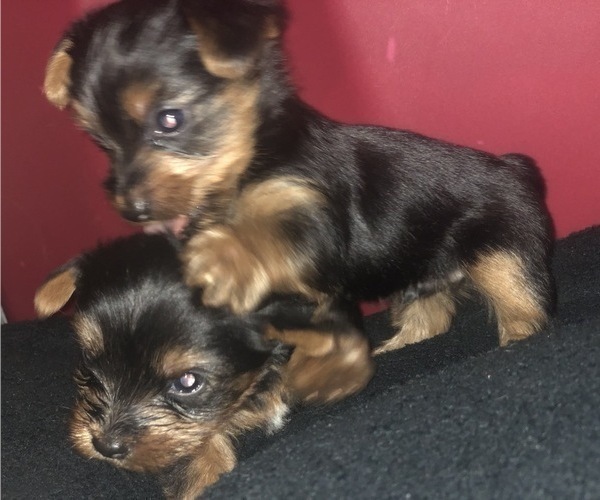 Medium Photo #1 Yorkshire Terrier Puppy For Sale in KISSIMMEE, FL, USA