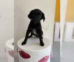 Small #2 Colonial Cocker Spaniel-Labrador Retriever Mix