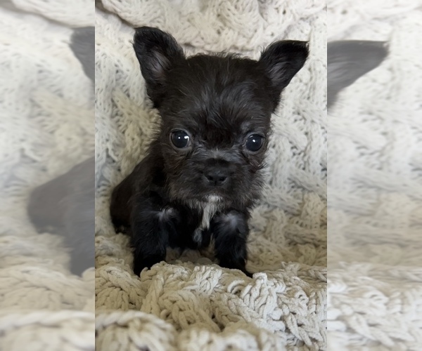 Medium Photo #15 French Bulldog Puppy For Sale in DENTON, MD, USA