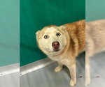 AUTUMN - Female Siberian Husky-Unknown Mix Dog for Adoption - Small photo