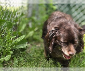Pomeranian Dogs for adoption in Evansville, IN, USA