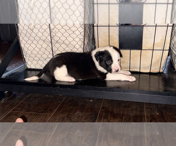 Medium Photo #4 Australian Shepherd-Unknown Mix Puppy For Sale in OKLAHOMA CITY, OK, USA
