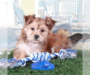 Havashire Puppy for sale in MOUNT VERNON, OH, USA