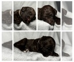 Puppy Clover Goldendoodle