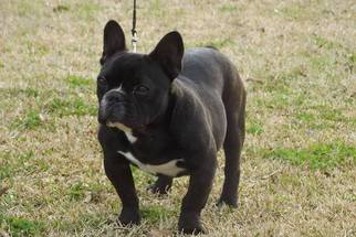 French Bulldog Puppy for sale in CRANE HILL, AL, USA