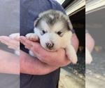 Small #3 Alaskan Malamute