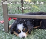 Small Photo #8 Bernese Mountain Dog Puppy For Sale in SALMON, ID, USA
