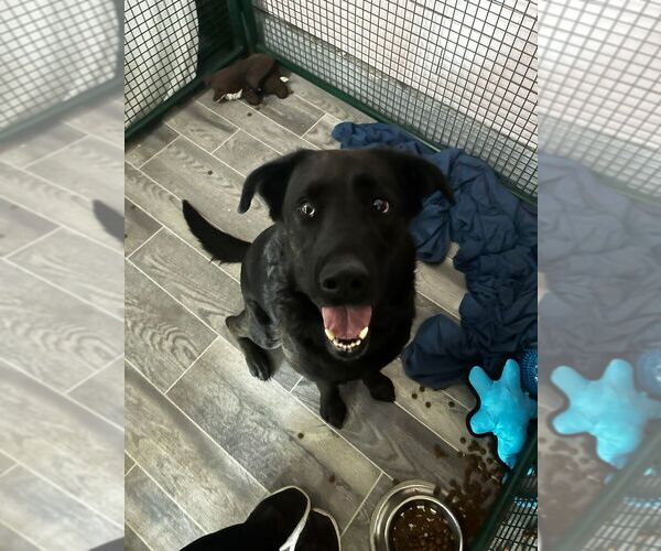 Medium Photo #3 Labrador Retriever-Unknown Mix Puppy For Sale in Calgary, Alberta, Canada