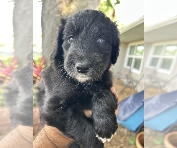 Medium Photo #67 Aussiedoodle Puppy For Sale in LONGWOOD, FL, USA