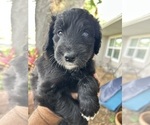 Small Photo #67 Aussiedoodle Puppy For Sale in LONGWOOD, FL, USA