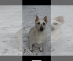 Small Photo #1 German Shepherd Dog Puppy For Sale in BRUNSWICK, GA, USA
