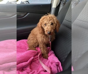 Goldendoodle Puppy for sale in WILLIMANTIC, CT, USA