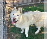Small #1 Siberian Husky Mix