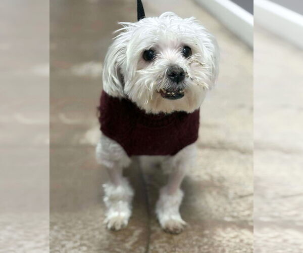 Medium Photo #7 Maltese Puppy For Sale in Boonton, NJ, USA