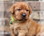 Small Photo #2 Labrador Retriever Puppy For Sale in MANHEIM, PA, USA