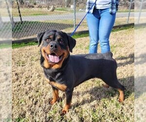 Rottweiler-Unknown Mix Dogs for adoption in Wenonah, NJ, USA