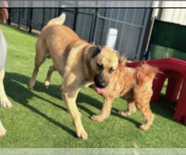Medium Photo #5 Mutt Puppy For Sale in Winston Salem, NC, USA