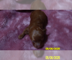 Poodle (Toy) Puppy for sale in DULUTH, GA, USA