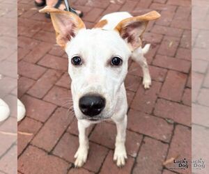 Leo Dan - Male Retriever -Unknown Mix Dog for Adoption - Photo #7