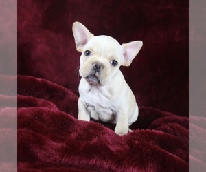 French Bulldog Puppy for sale in SAN DIEGO, CA, USA