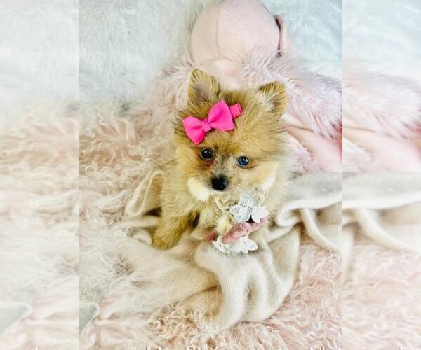 Medium Photo #19 Pomeranian Puppy For Sale in WEST PALM BEACH, FL, USA