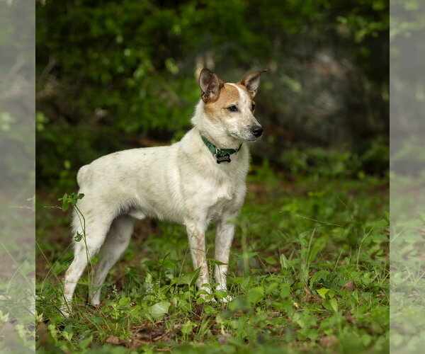 Medium Photo #3 Mutt Puppy For Sale in Garden City, NY, USA