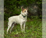 Small #2 Mutt
