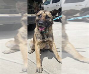 German Shepherd Dog Dogs for adoption in Rancho Cucamonga, CA, USA