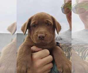 Labrador Retriever Puppy for sale in ROYAL CITY, WA, USA