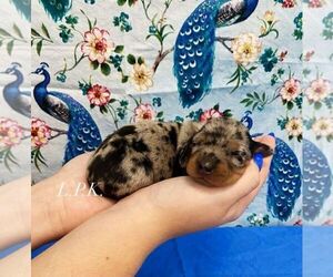Dachshund Puppy for sale in WINNSBORO, LA, USA