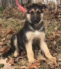 German Shepherd Dog Puppy for sale in ROLLA, MO, USA