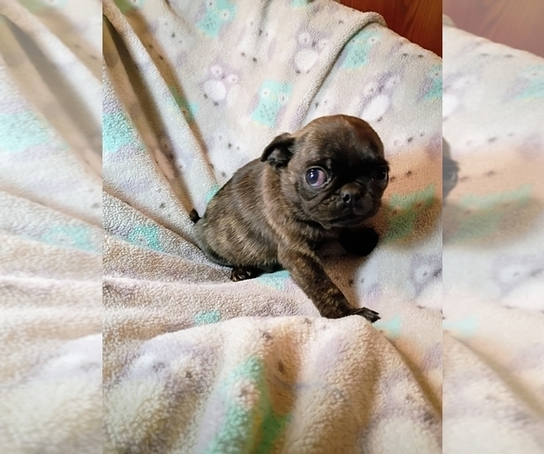 Medium Photo #5 Pug Puppy For Sale in SAINT PAUL, MN, USA